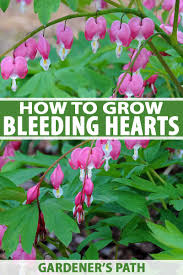 A tall plant like grass that grows near water. How To Grow Bleeding Hearts Gardener S Path