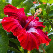 It S The National Flower Of Haiti With Other Versions Also Representing South Korea And Malaysia And In Hinduism Red Hibis Hibiscus Hibiscus Flowers Flowers