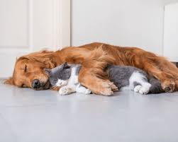 10 cat and dog puns shout out to all animal lovers. 101 Catchy Cat Puns Kitten Puns For Captions Statuses History Fangirl