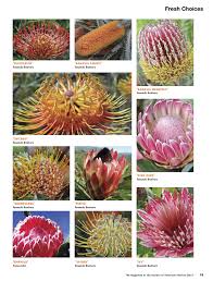 Pin On Protea In The News
