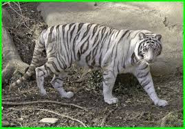 Sebelum moksa, prabu siliwangi sempat meninggalkan pesan atau amanah yang kemudian disebut wangsit siliwangi. Harimau Putih Spesies Langka Yang Tidak Terduga Dunia Fauna Hewan Binatang Tumbuhan Harimau Putih Harimau Hewan