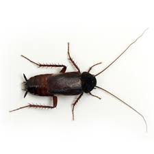 Oriental Cockroach Perth