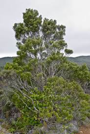 Image result for Helixanthera kirkii