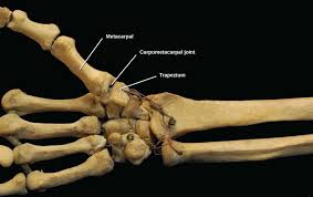 Long bones are mostly located in the appendicular skeleton and include bones in the short bones are about as long as they are wide. Joints And Skeletal Movement Biology For Majors Ii