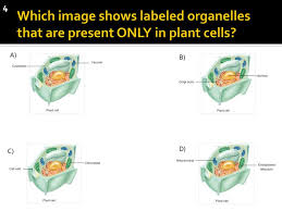 There are various cell organelles, out if which, some are common in most types of cells like cell membranes, nucleus, and cytoplasm. Cell Membrane Homeostasis Ppt Download