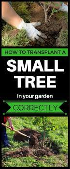 How To Transplant A Small Tree In Your Garden Correctly Small Trees Tree Transplanting Pollinator Plants