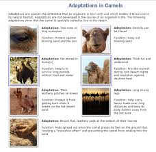 Arabian camel ( camelus dromedarius ), also known as the one humped camel, is a unique large animal belonging to the camelidae family. Primary Homework Help Camel Adaptation Primary Homework Help Camels