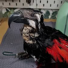 Image result for Psychotria articulata