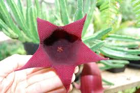 Image result for Stapelia