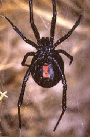 No gardener wants to see insects wreaking havoc on a bed full of ripening produce. Get Rid And Kill Black Widow Spiders