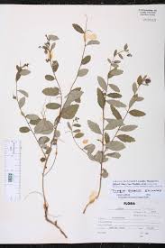 Image result for Tragia brevipes