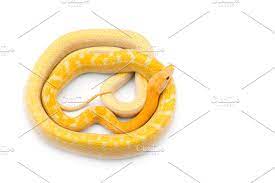 Beauty Rat Snake Albino Rat Snake Snake Albino