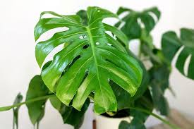 Monstera Deliciosa Large Potted Plants Delivered By Leon George Premium Online Plant Shop Easy Plants To Grow Large Leaf Plants Plant Care