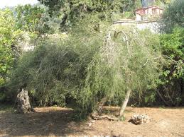 Tea Tree Oil Wikipedia