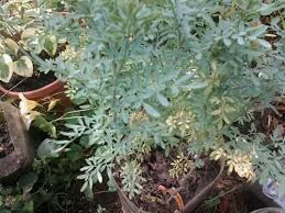 Even pulling out one little sprig releases a strong, lingering odor, and it makes gardening a this is also one of the worst smelling plants when pulled from the ground. Bad Smelling Plant Which One Is It