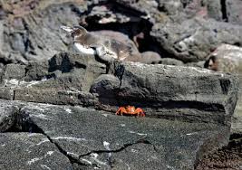 One of the species living in the galapagos. Wings Two Travel Guide Encircle Photos