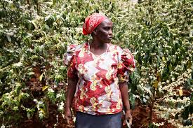 Tasting notes, top growing regions, global production & more! Nestle Offers Aid To Struggling Kenyan Coffee Farmers Csmonitor Com