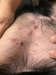We did not find results for: My Dog Has Spots On His Belly That Has A Black Spot In The Middle With A Scab Over It Also It Is Peeling Around The Outside Of It But Petcoach