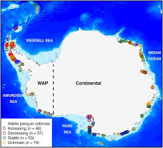Our study suggests that lower summer sic than currently observed would benefit the foraging performance of adélie penguins in their southernmost breeding area. Projected Asymmetric Response Of Adelie Penguins To Antarctic Climate Change Scientific Reports