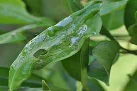 In pots, australian finger lime trees dry up much faster than if they were planted in the ground, so it is the plant has trouble coping with air that is too dry: Citrus Leaf Curl Sydney City Property Care
