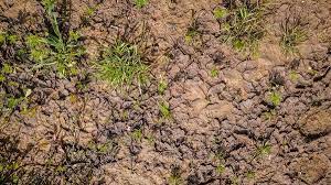 How To Fix A Soggy Muddy Lawn Gravel Landscaping Yard Drainage Backyard Drainage