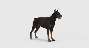 Doberman 3d Model 3d Model Doberman Model