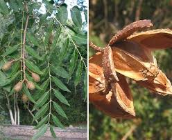 Image result for Cedrela