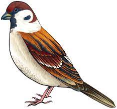 Bird Png Clipart Bird Animal Stencil Bird Clipart