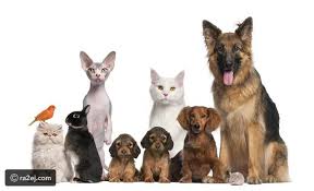 ×ª××¦××ª ×ª××× × ×¢×××¨ Ø§ÙØ­ÙÙØ§ÙØ§Øª Ø§ÙØ§ÙÙÙØ©