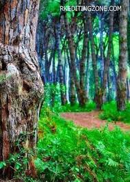 Image Result For Cb Edit Background Hd Photographytutorials Photoshop Backgrounds Picsart Background Best Background Images Forest background leafless trees icons cartoon design. image result for cb edit background hd