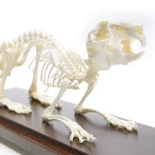 Rabbit Skeleton | Evolution Store