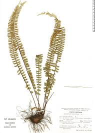 Image result for Asplenium monanthes
