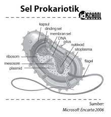 Perbedaan sel prokariotik dan eukariotik telah di sebutkan perbedaan utama dari kedua jenis sel tersebut adalah ada tidaknya membran inti. Perbedaan Sel Prokariotik Dan Eukariotik Idschool