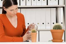 These christmas cactuses aren't your run of the mill plant. How To Root A Piece Of My Cactus That Broke Off