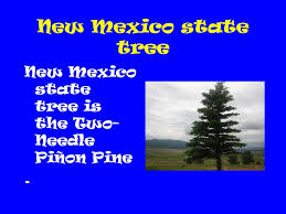 New mexico is a state in the southwestern united states. New Mexico By Alexis Ppt Download