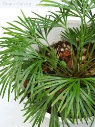 Image result for Actiniopteris pauciloba