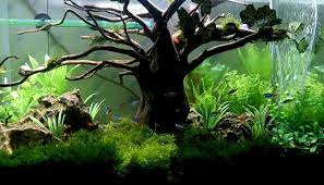 Ketika lampu dinyalakan, tanaman dalam akuarium akan memulai proses fotosintesis. Jenis Tanaman Aquascape Tanpa Co2 Mudah Perawatannya Faunadanflora Com