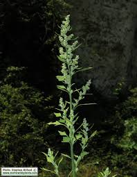 Image result for Chenopodium opulifolium