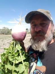 The largest patch of wild turnips I have ever seen covering several acres  in a pasture