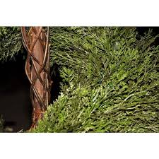 Image result for spiral cut juniper trees