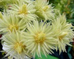 Image result for Phylica