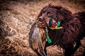 Akc parent club of the american water spaniel breed. American Water Spaniel Loving Companion Hunting Partner K9 Web