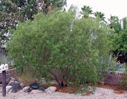 Maybe you would like to learn more about one of these? Norm S Favorite Desert Trees Nevada Public Radio