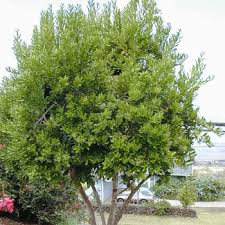 Excellent street, lawn or park tree; Japanese Blueberry Trees For Sale Fastgrowingtrees Com