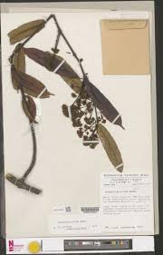 Image result for Pycnobotrya