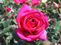 Edelrose Parole Rosa Parole Beautiful Flowers Flowers Beautiful