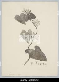 Image result for Lepistemon owariensis