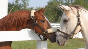 Maybe you would like to learn more about one of these? A Behind The Scenes Look At Kentucky S Horse Country Kentucky Tourism State Of Kentucky Visit Kentucky Official Site