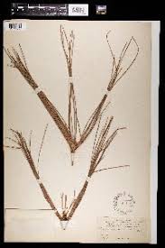 Image result for Phylica emirnensis