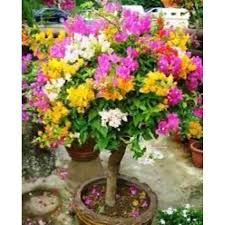 Read 1.pokok bunga kertas itu from the story gangguan atau khayalan? Buy Hot Items Keratan Batang Pokok Bunga Kertas Keratan Batang 10 Keratan Campur Seetracker Malaysia